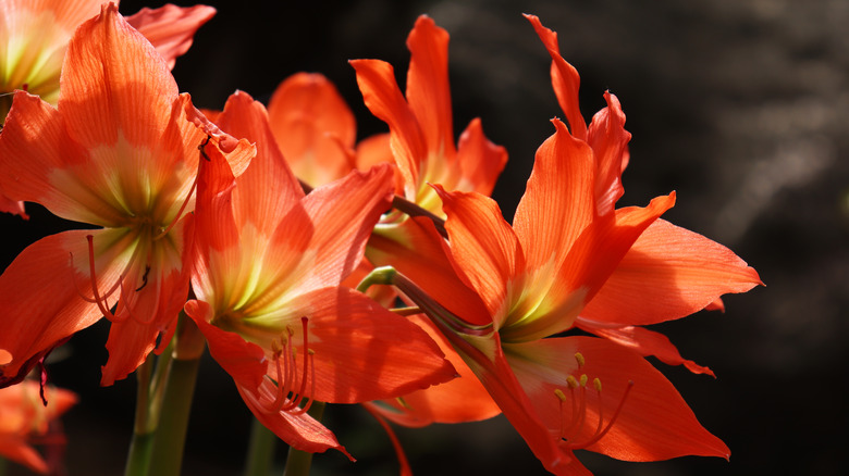 Amaryllis 