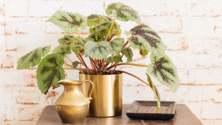 Rex Begonia in a golden pot on a table 