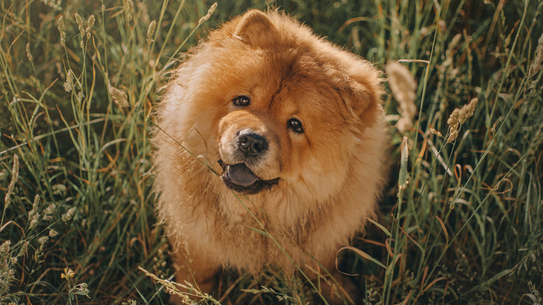 Chow chow dog in field 