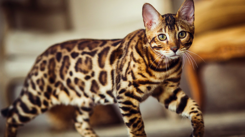 Bengal cat 