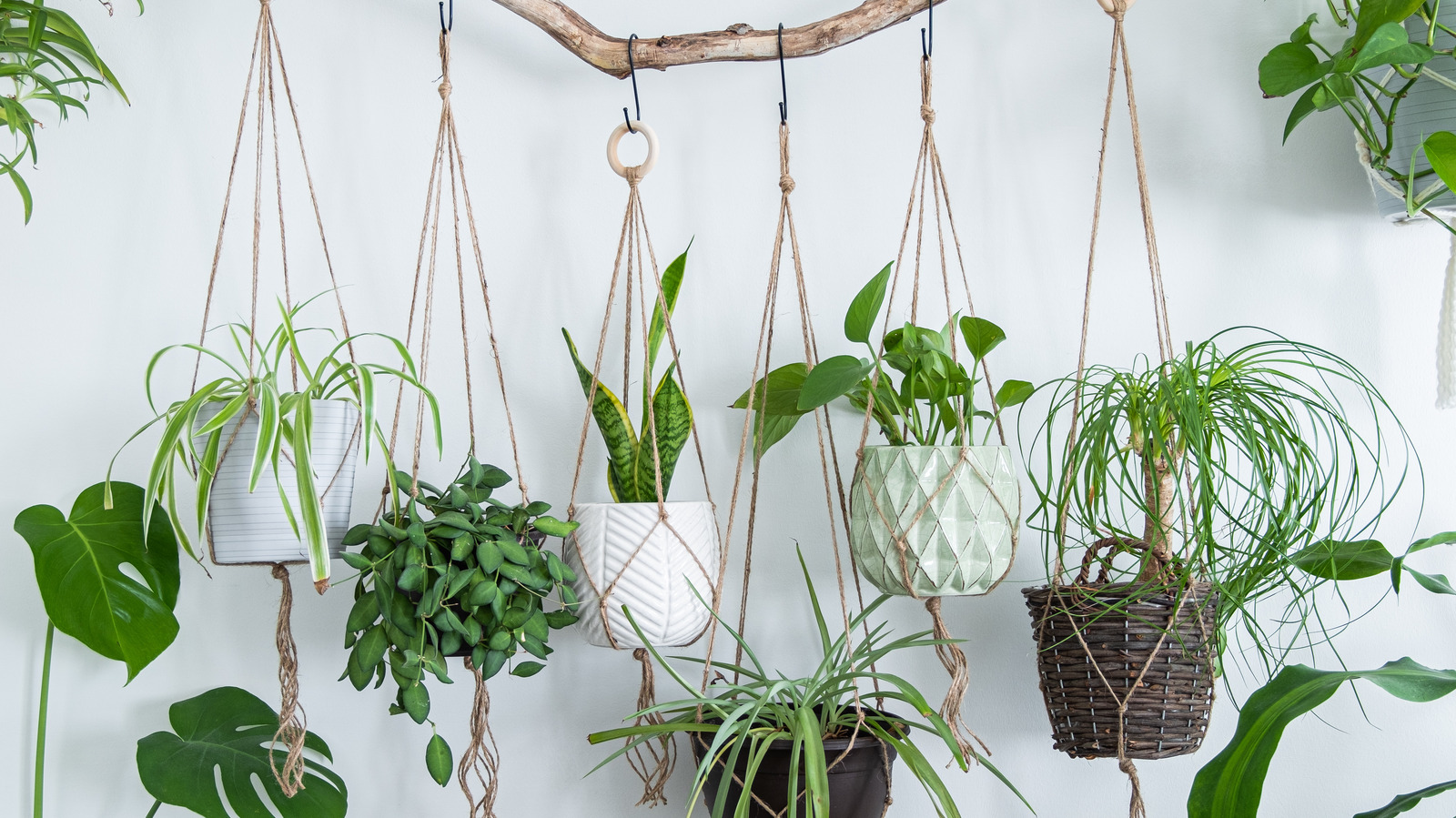 https://www.thelist.com/img/gallery/if-youre-a-libra-this-is-the-house-plant-you-should-get/l-intro-1647008316.jpg