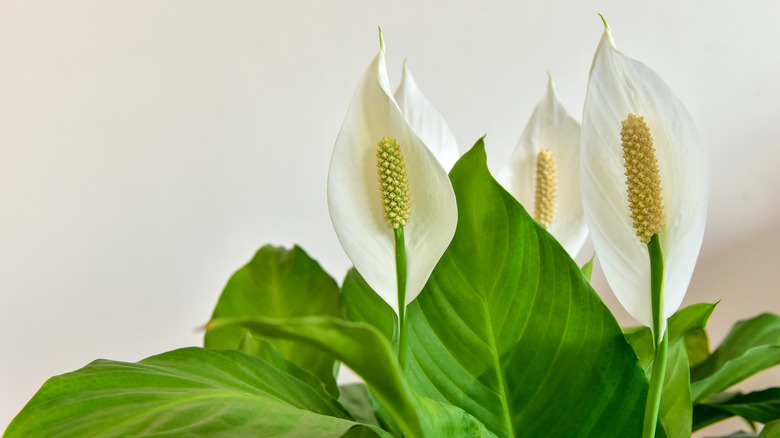 Peace lilies 
