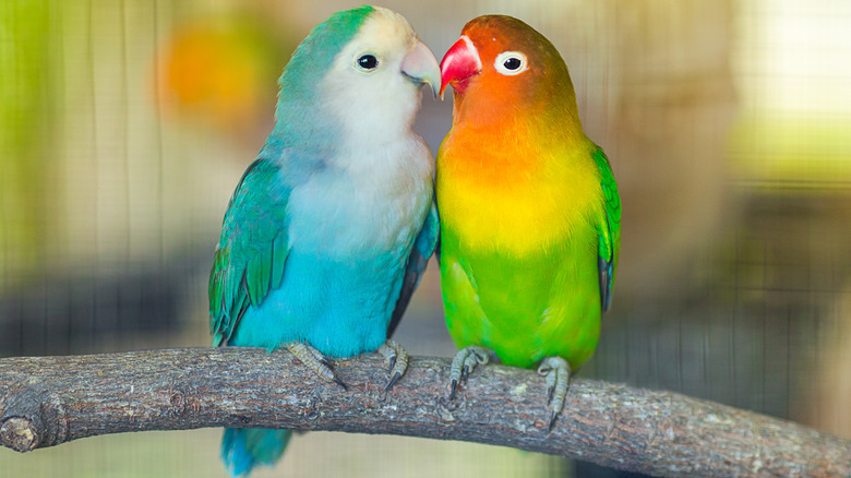 lovebirds on branch