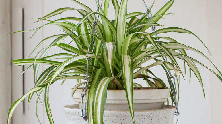 Green spider plant