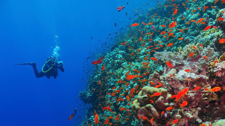 Wildlife scuba photographer taking photos of fish