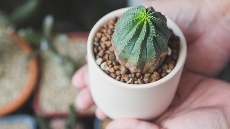 Woman holding baseball plant