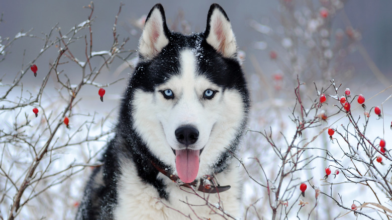 siberian husky dog