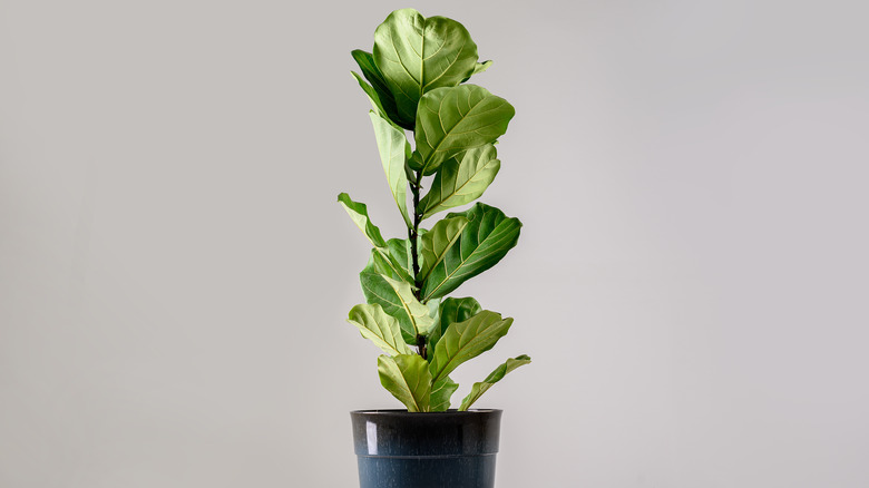 Fiddle leaf fig plant