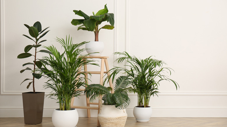 House plants against a white wall 