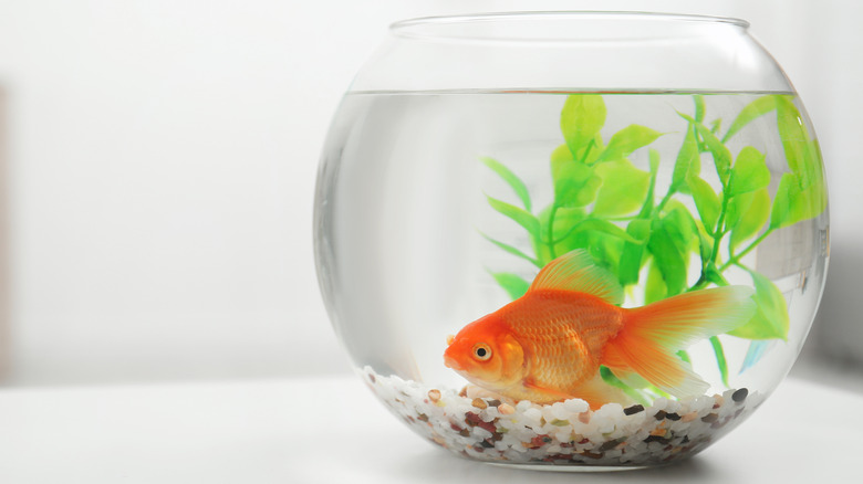 Goldfish swimming in fish bowl