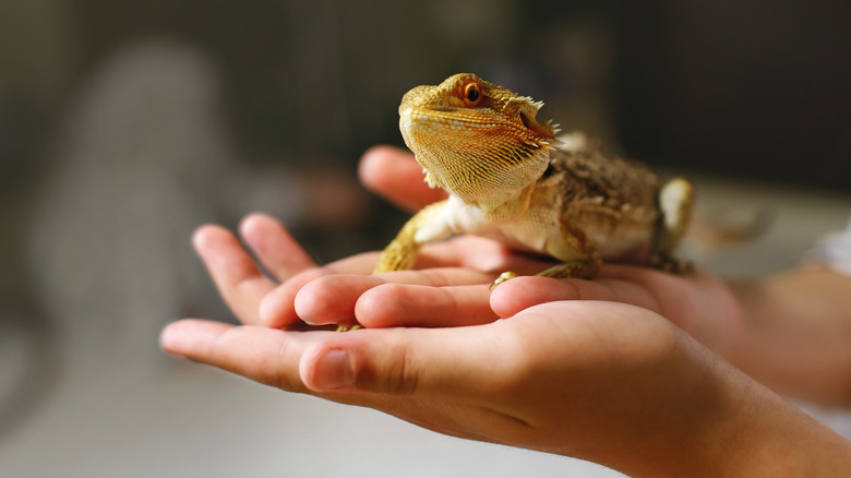 Lizard on a person's hand 