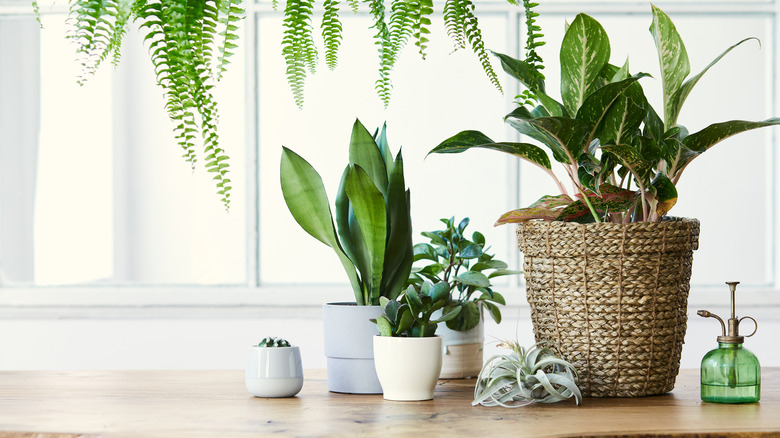House plants in front of a window 