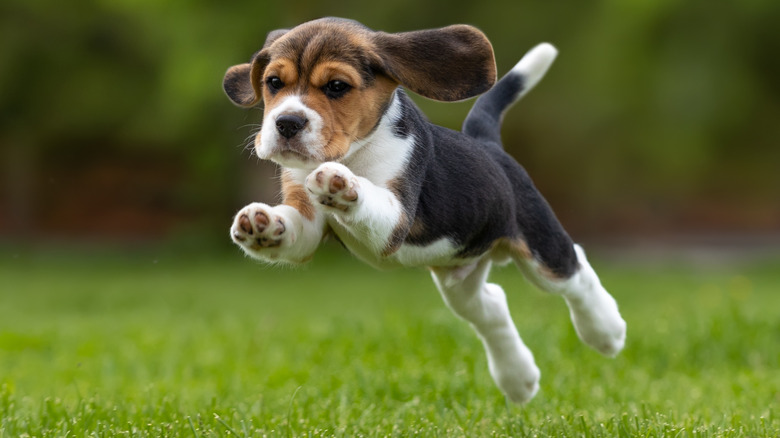 Beagle puppy running outside