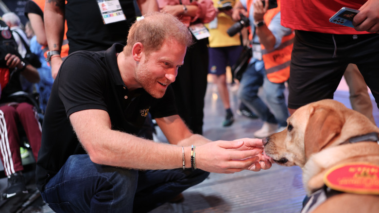 Prince Harry greets service dog at event