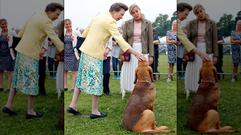 Princess Anne and Sophie, Duchess of Edinburgh, petting a dog