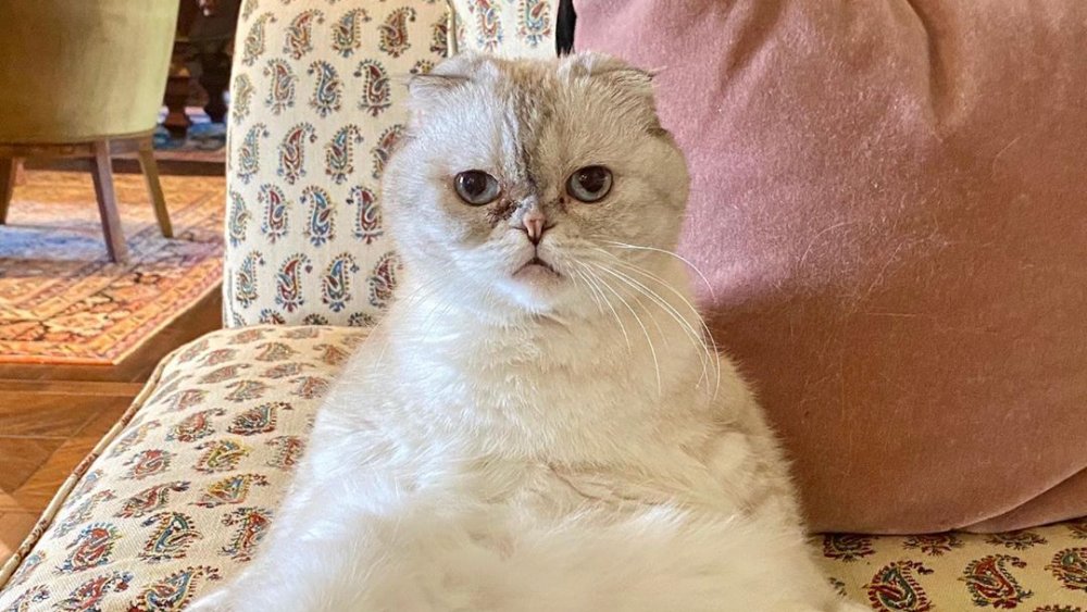 Taylor Swift's cat