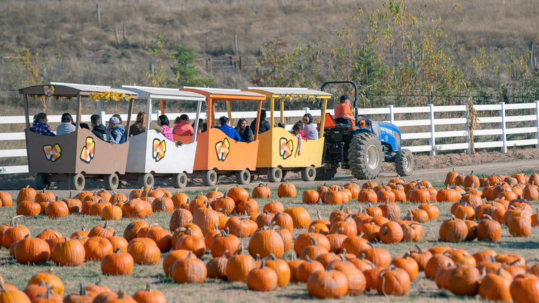 Roloff Farm pumpkin patch