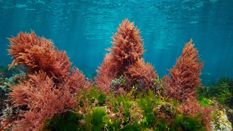 Underwater algae