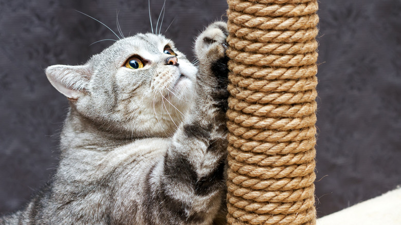 Cat sharpening her claws on a scratching post