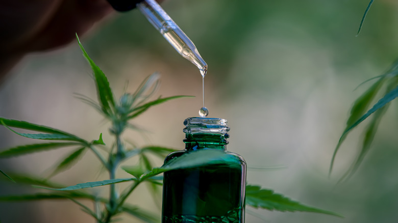 CBD tincture