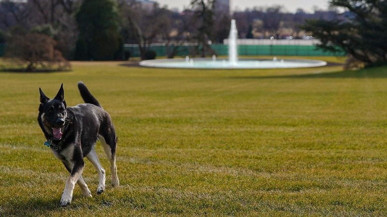 Major Biden Dog on White House grounds