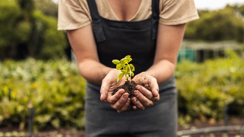 person holding sprout