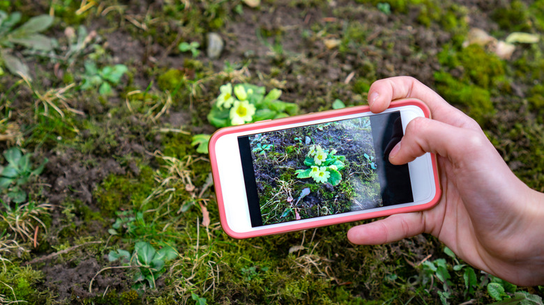 Plant identification via phone