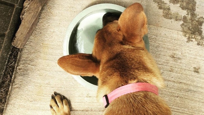 Dillard dog Fenna drinking from bowl