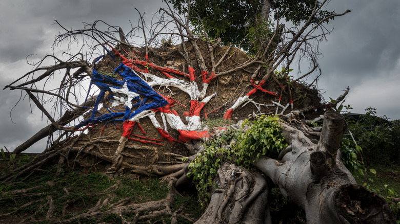 Puerto Rican flag on uprooted tree 