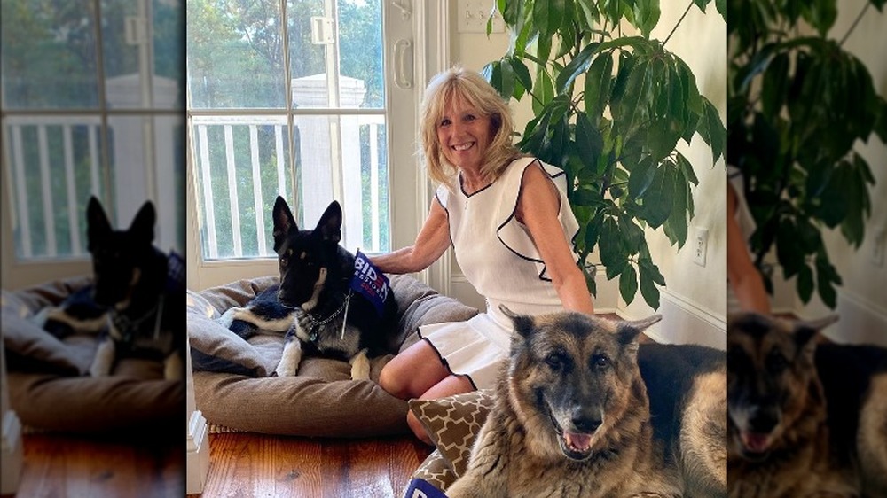 Dr. Jill Biden with dogs Major and Champ