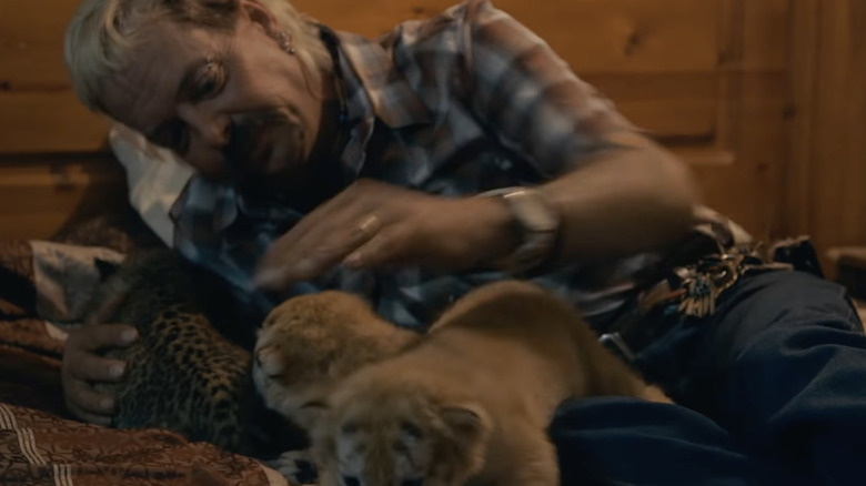 Exotic laying with tiger cubs