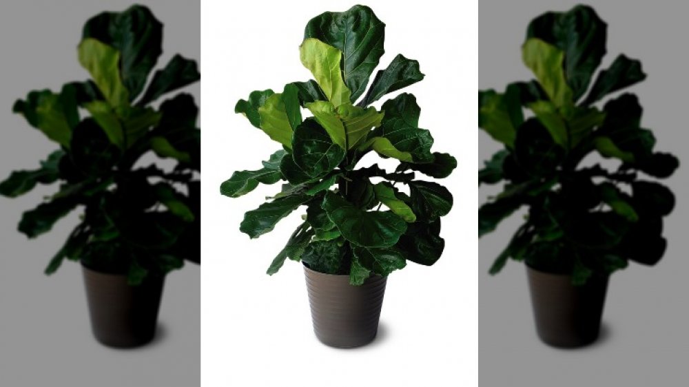 fiddle leaf fig