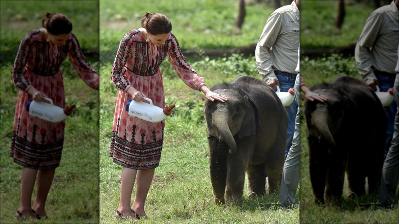 Kate Middleton petting baby elephant