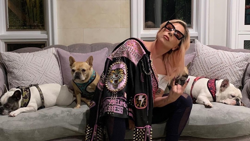 Lady Gaga with her French bulldogs