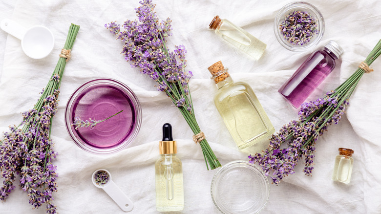 Lavender oil and lavender plants on a table