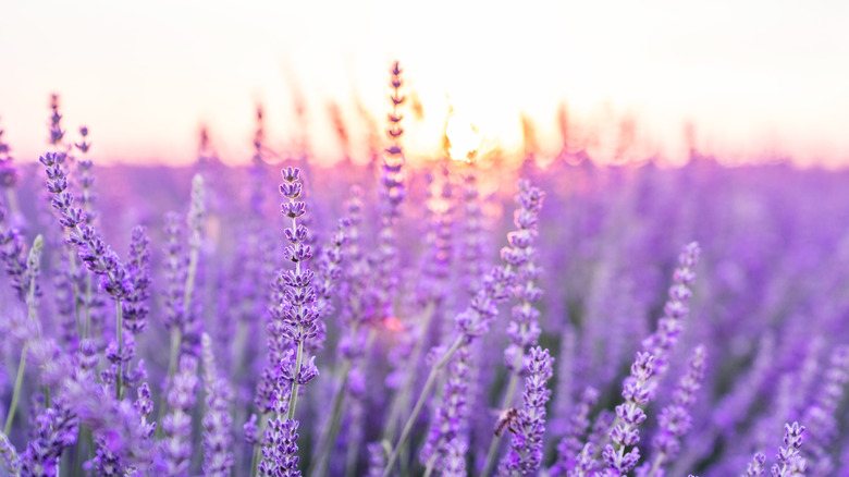 Lilac Vs. Lavender: How The Plants Differ