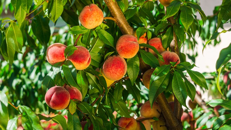 Peach tree with peaches