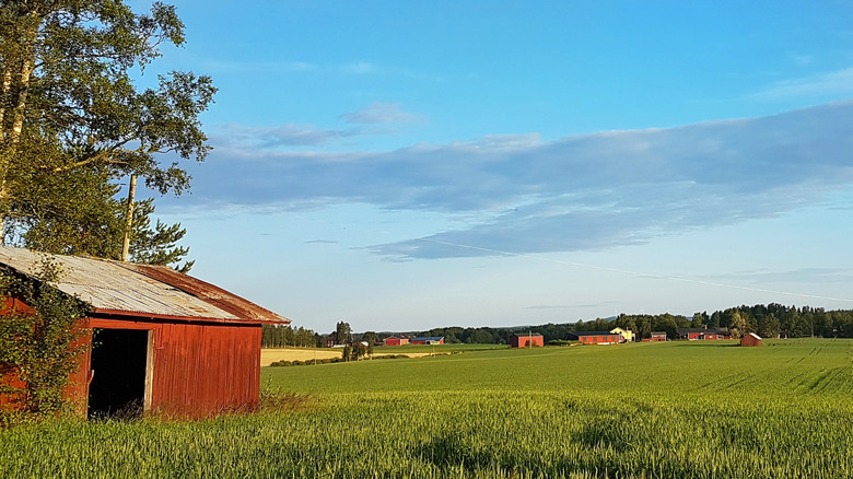 field in ockelbo, sweden