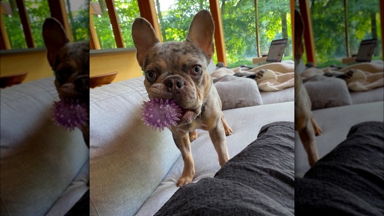 Gus Gutfeld, Greg Gutfeld's French bulldog 