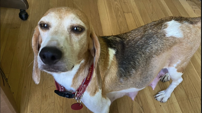 Mia the Beagle posing 