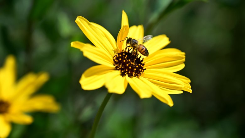 A bee on a yellow flower