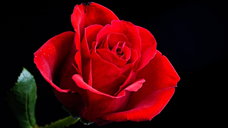 A red rose