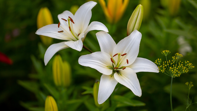 White lilies 