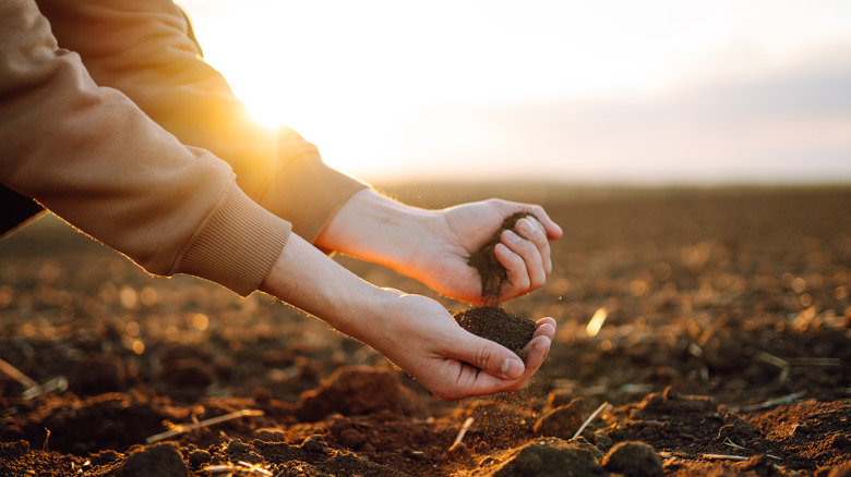 Hands in the earth 