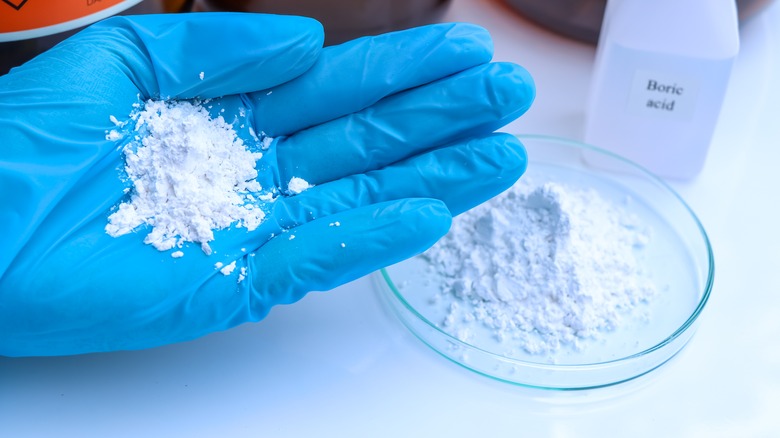 Hand holding boric acid powder