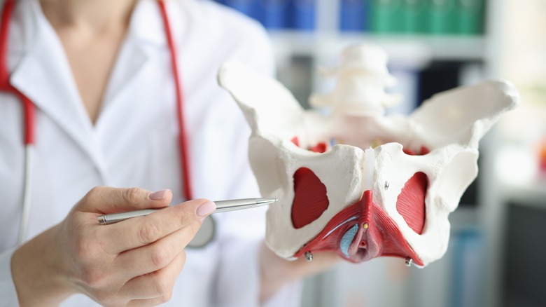 gynecologist holding a model of the human uterus 