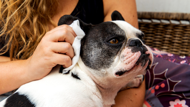 woman cleaning dog ear