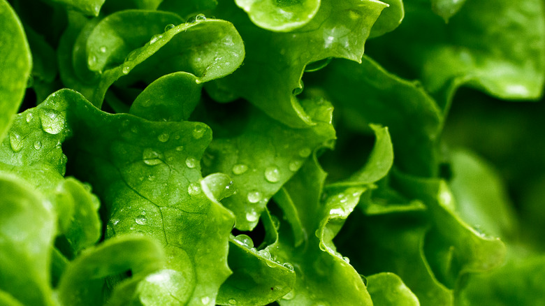 Lettuce closeup