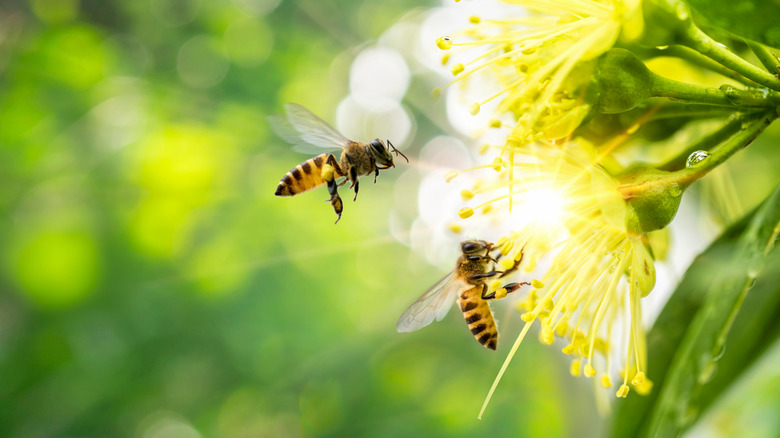 Bees on a flower