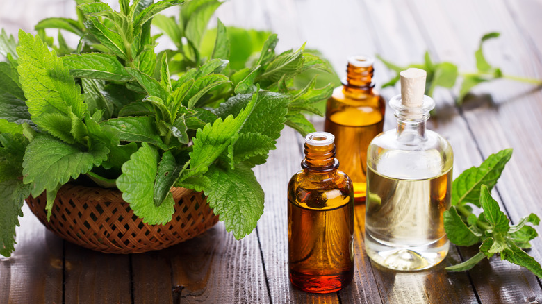 peppermint oil and basket of mint